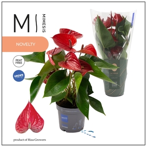 Mimesis Anthurium KARMA Picanta Red - 12cm
