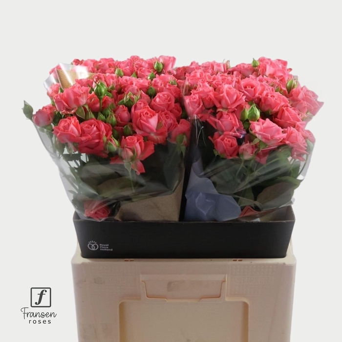 <h4>R TR Barbados 60cm</h4>