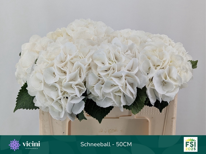 <h4>HYDR M SCHNEEBALL</h4>