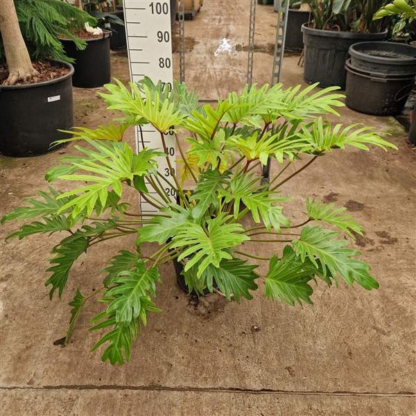 <h4>Philodendron Golden Xanadu</h4>