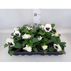 Viola wr. 'Colossus White wBlotch'