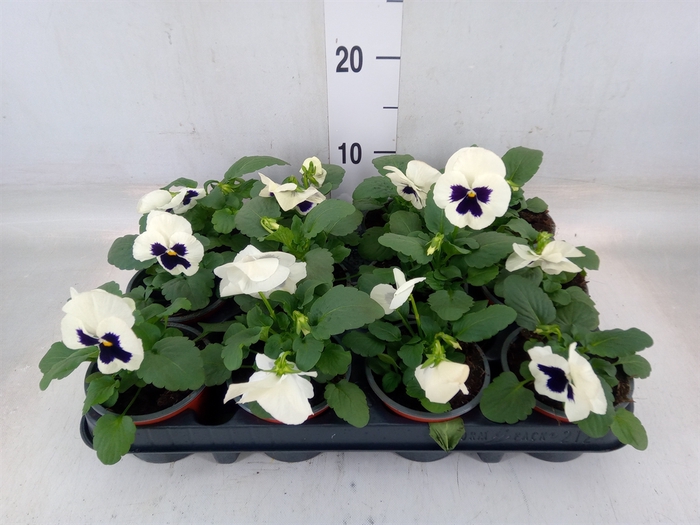 <h4>Viola wr. 'Colossus White wBlotch'</h4>