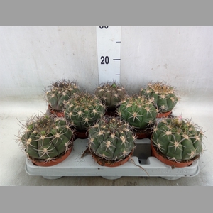 Gymnocalycium saglionis