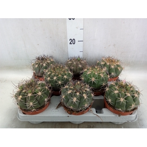 Gymnocalycium saglionis