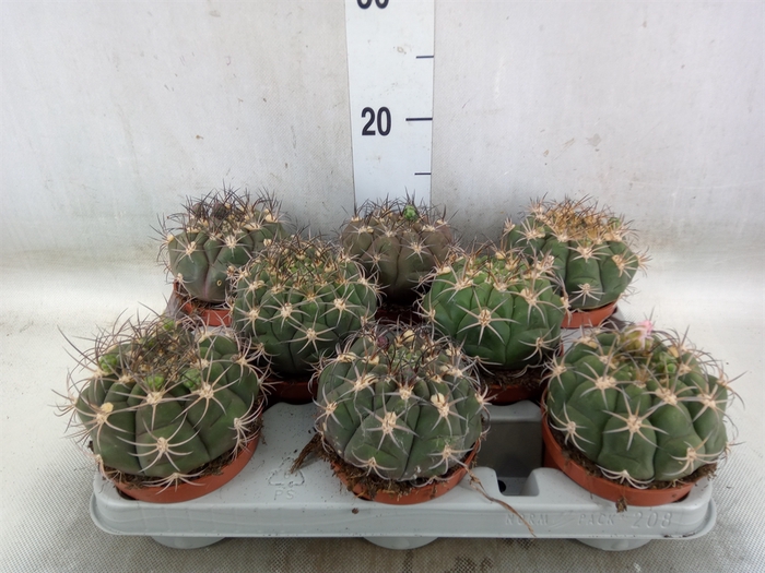 <h4>Gymnocalycium saglionis</h4>