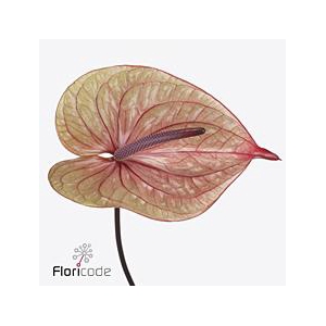Anthurium tequila
