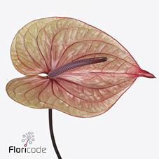 <h4>Anthurium tequila</h4>