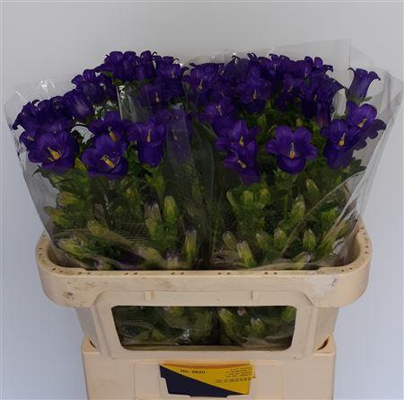 <h4>Campanula M Champion Blue</h4>