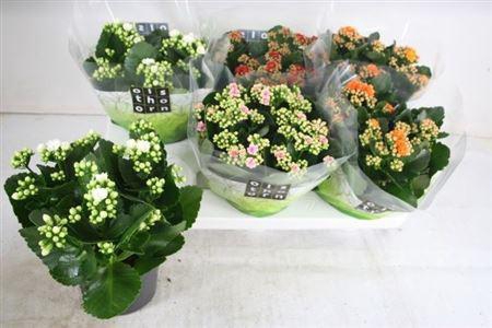 arr8 Kal Ge Gem 4 Kl