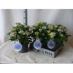 Hydrangea mac.   ...