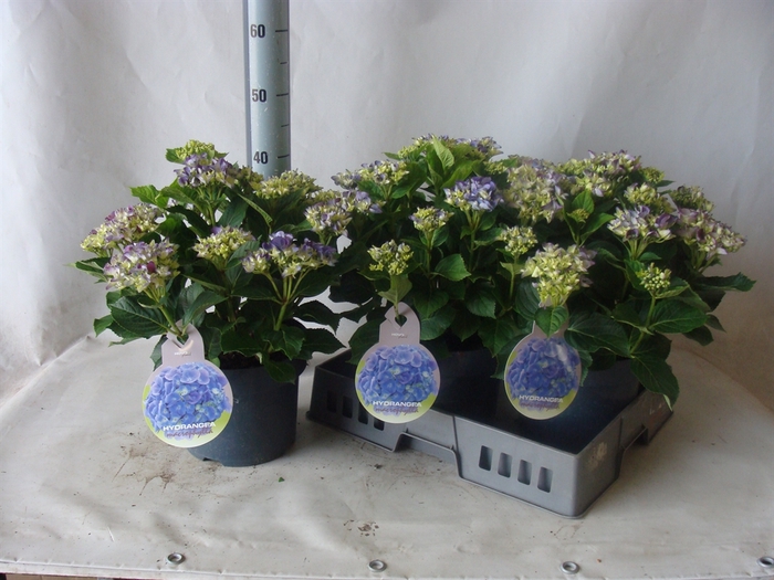 <h4>Hydrangea mac.   ...</h4>