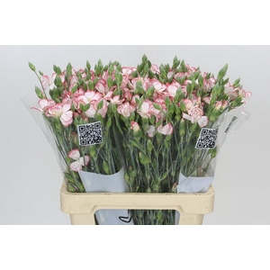 Dianthus Sp Symply Strike
