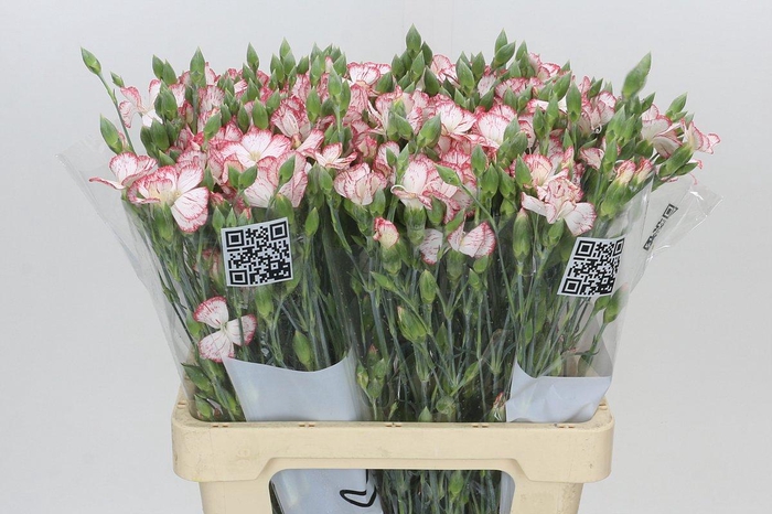 <h4>Dianthus Sp Symply Strike</h4>