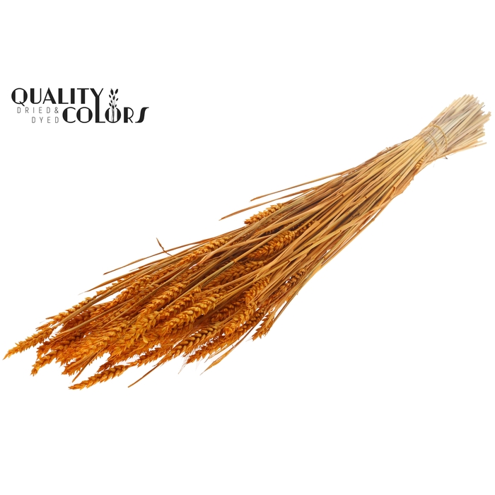 <h4>Triticum (sunbleached) per bunch Apricot</h4>