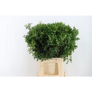 PISTA OV BLAD BS
