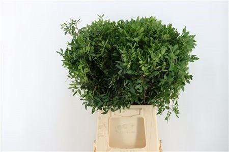 <h4>PISTA OV BLAD BS</h4>