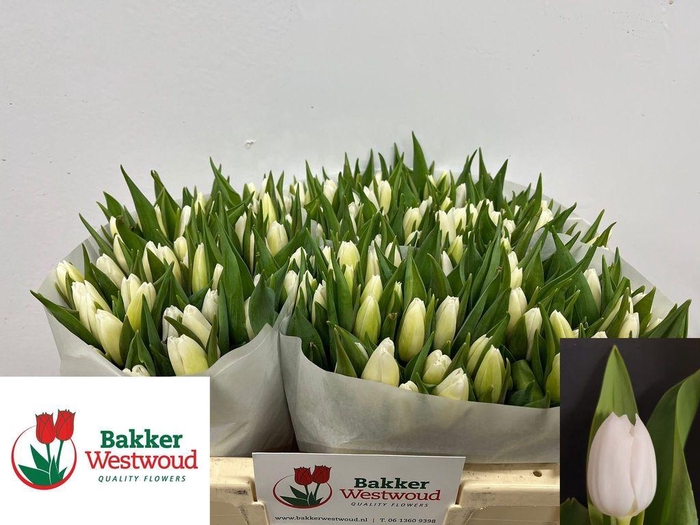 <h4>Tulipa si white prince</h4>