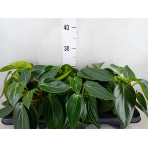 Peperomia