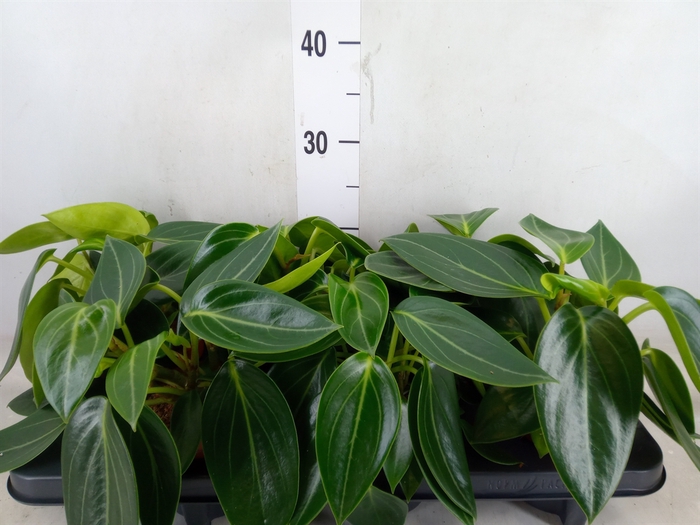 <h4>Peperomia</h4>