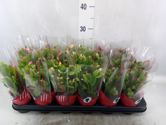 <h4>Schlumbergera   ...</h4>