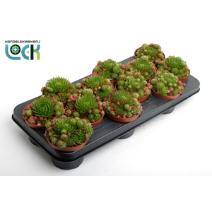 Sempervivum Herta Red