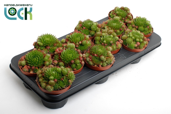 <h4>Sempervivum Herta Red</h4>