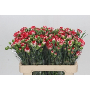 Dianthus spray Minuetto