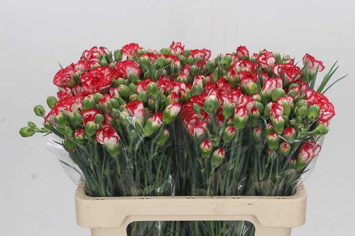 <h4>Dianthus spray Minuetto</h4>