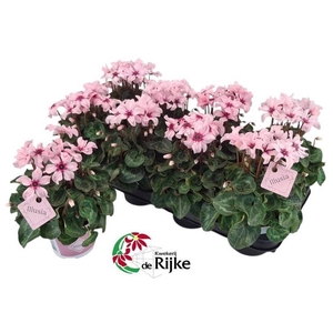 CYCL KL ILLUSIA