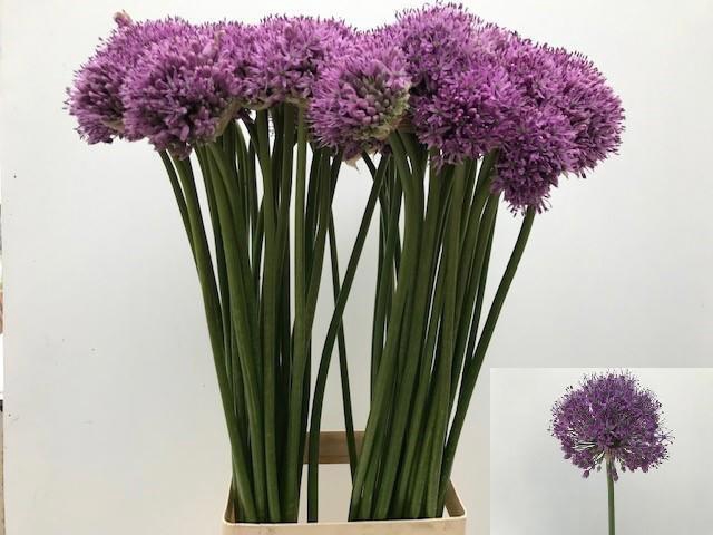 <h4>ALLIUM GLADIATOR</h4>