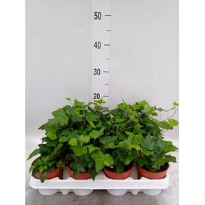 Hedera helix 'Wonder'