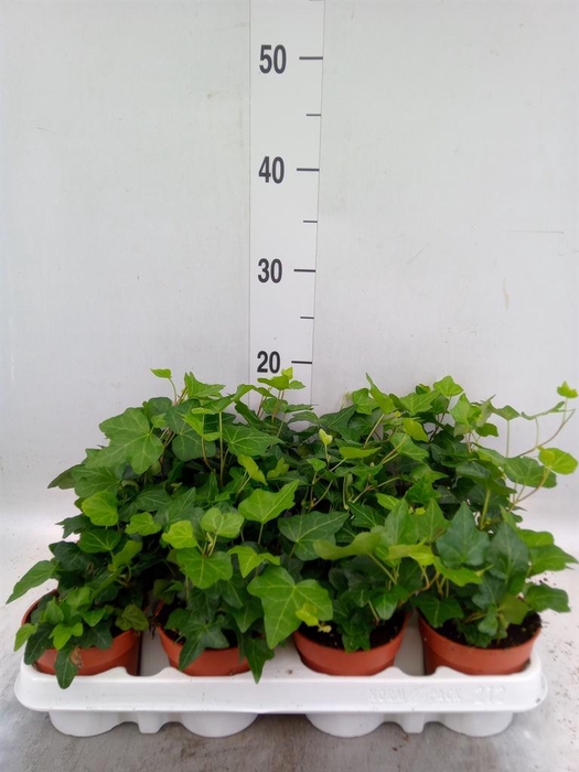 <h4>Hedera helix 'Wonder'</h4>