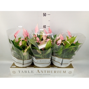 Anthurium andr. 'Lilli'