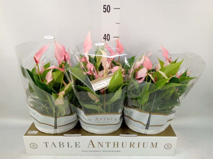 <h4>Anthurium andr. 'Lilli'</h4>