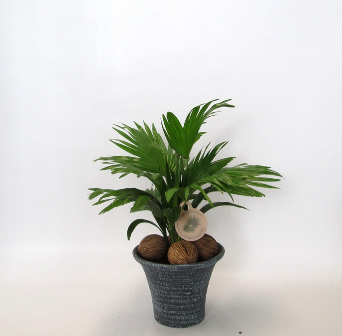 <h4>Livistona rotundifolia</h4>