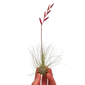 tillandsia argentea