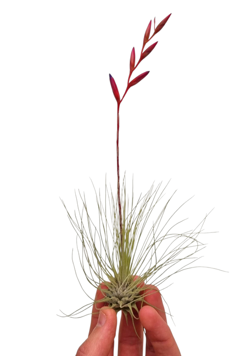 <h4>tillandsia argentea</h4>