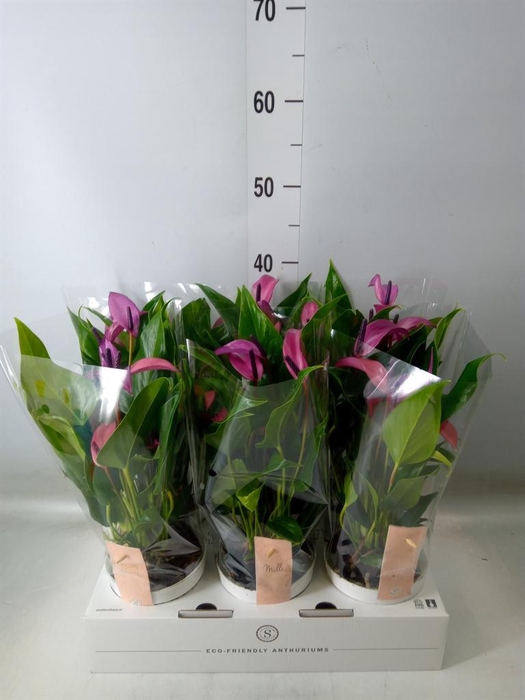 <h4>Anthurium  'Zizou'</h4>
