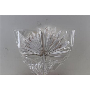 Dried Palm Sun 6pc/bunch Silver Pst