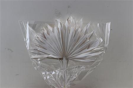 <h4>Dried Palm Sun 6pc/bunch Silver Pst</h4>