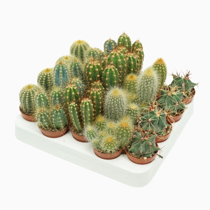 <h4>Cactus</h4>