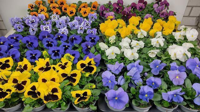 <h4>VIO F1 HYBR MIXK</h4>