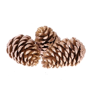 Pine cone Maritima 12cm x3