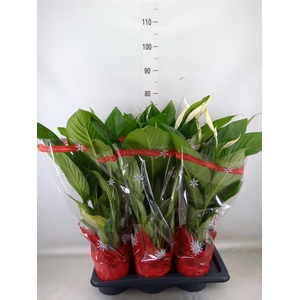 Spathiphyllum  'Bingo Cupido'