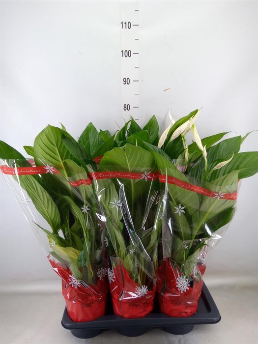 <h4>Spathiphyllum 'Bingo Cupido'</h4>