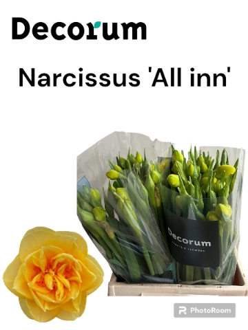 <h4>Narcissus All Inn 566</h4>