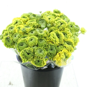 Ran Ponpon Flora Peach Extra