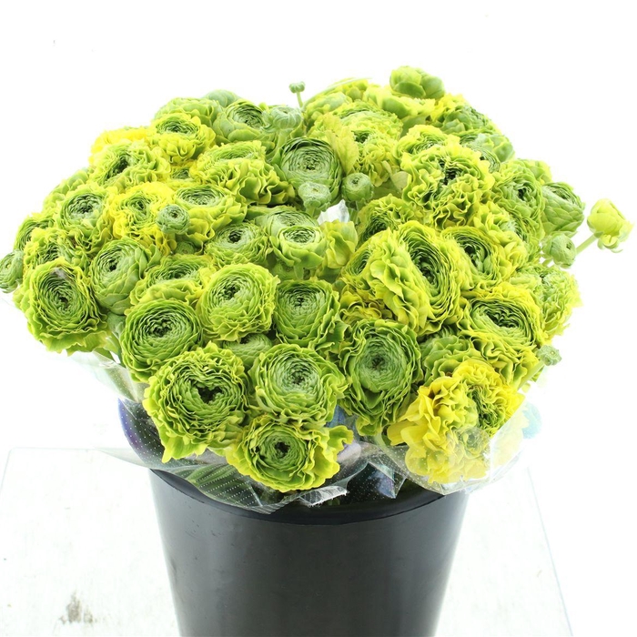 <h4>Ran Ponpon Flora Peach Extra</h4>