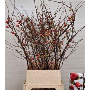 Chaenomeles Japonica Red