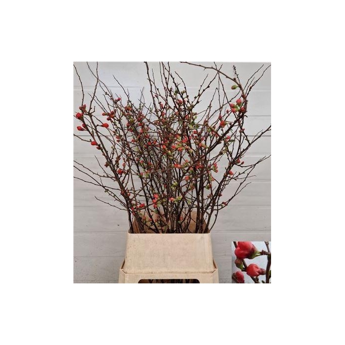 <h4>Chaenomeles Japonica Red</h4>